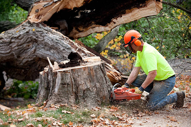 Best Emergency Tree Removal  in Lake Stickney, WA